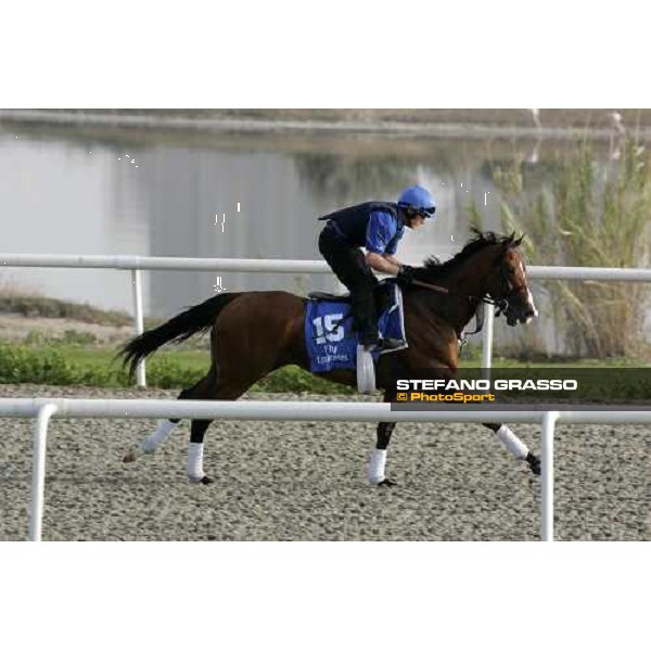 Discreet Cat during morning track works at Godolphin stables Dubai, Al Quoz 28th march 2007 ph. Stefano Grasso