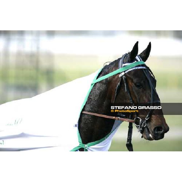 close up for Express Merett winner of the Gran Premio Cittˆ di Torino Torino, 9th april 2007 ph. Stefano Grasso