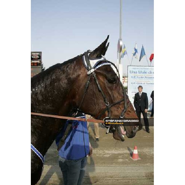 close up for Express Merett winner of the Gran Premio Cittˆ di Torino Torino, 9th april 2007 ph. Stefano Grasso