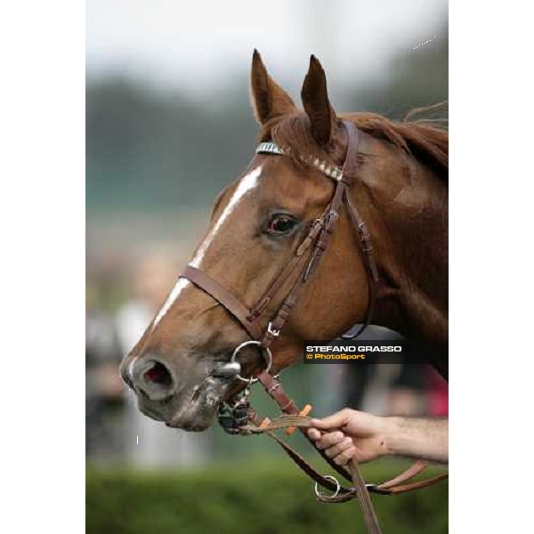 a close up for Golden Titus winner of Premio Parioli Rome Capannelle 29th april 2007 ph. Stefano Grasso