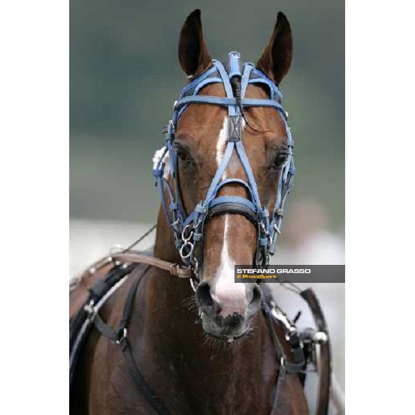 a close up for Felix del Nord winner of the 1st heat of Gran Premio Lotteria Napoli, 6th may 2007 ph. Stefano Grasso