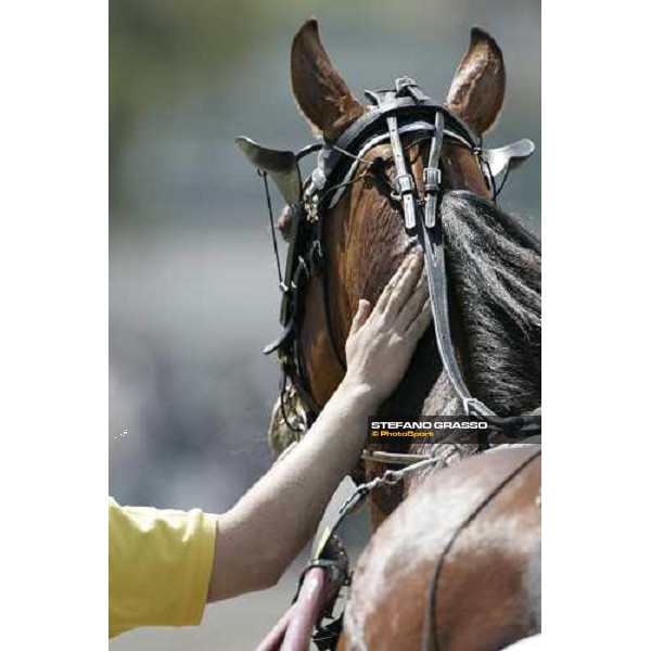 a close up for Exploit Caf winner of the 2nd heat of Gran Premio Lotteria Napoli, 6th may 2007 ph. Stefano Grasso