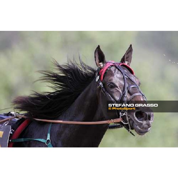 close up for Frisky Bieffe winner of 3rd heat of Gran Premio Lotteria Napoli, 6th may 2007 ph. Stefano Grasso