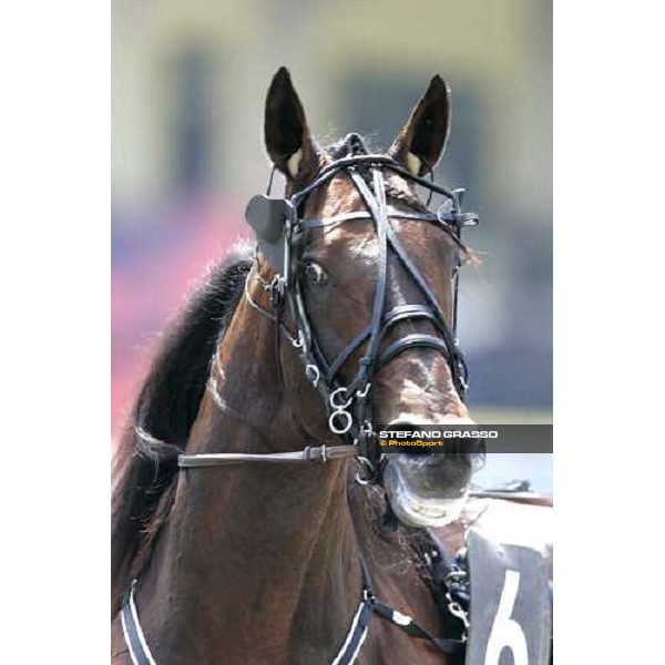 close up for El Nino before the race Napoli, 6th may 2007 ph. Stefano Grasso