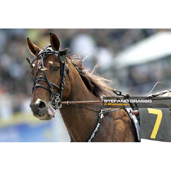 close up for Exploit Caf before the race Napoli, 6th may 2007 ph. Stefano Grasso
