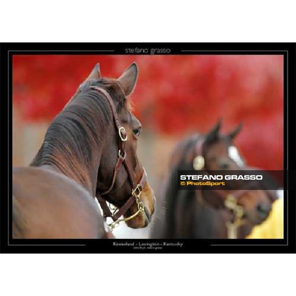 Keeneland - Lexington - Kentucky 2006 ph.Stefano Grasso