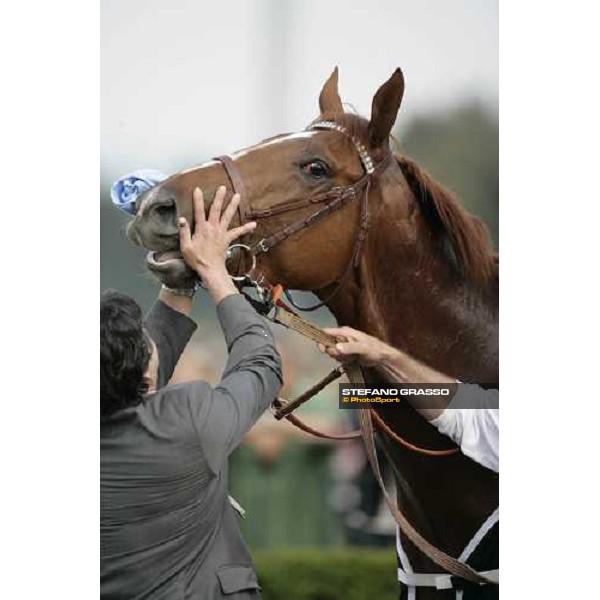 a close up for Golden Titus winner of Gran Premio Parioli Rome, 30th april 2007 oh. Stefano Grasso