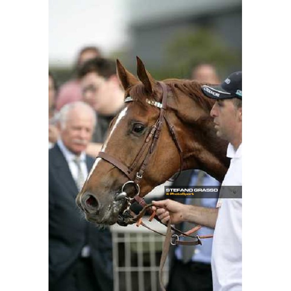 a close up for Golden Titus winner of Gran Premio Parioli Rome, 30th april 2007 oh. Stefano Grasso