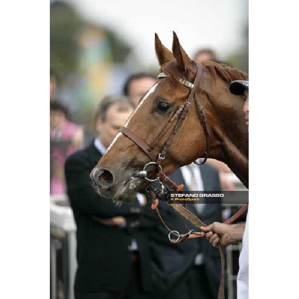 a close up for Golden Titus winner of Gran Premio Parioli Rome, 30th april 2007 oh. Stefano Grasso
