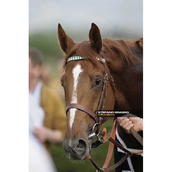 a close up for Golden Titus winner of Gran Premio Parioli Rome, 30th april 2007 oh. Stefano Grasso
