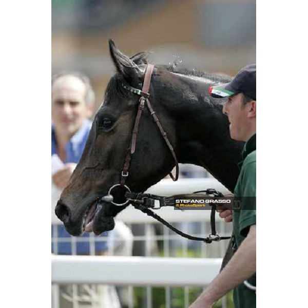 close up for Amaldi winner of Premio Federippodromi Roma, 30 aprile 2007 ph. Stefano Grasso