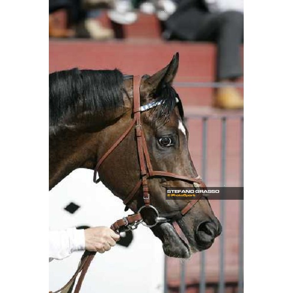a close up for Distant Way walking in the parade ring before the start of Gran Premio Presidente della Repubblica 2007 Rome, 13th may 2007 ph. Stefano Grasso
