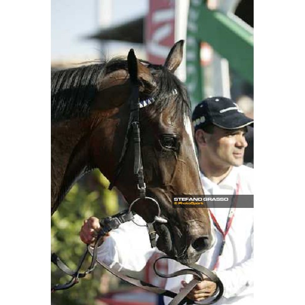 a close up for Lokaloka winner of Premio Regina Elena Rome, 13th may 2007 ph. Stefano Grasso