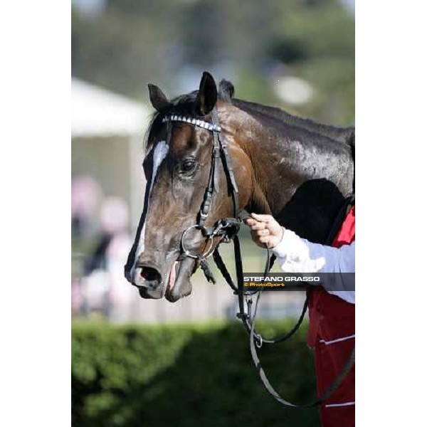 close up for Lokaloka winner of Premio Regina Elena Emirates Airlines Rome, 13th may 2007 ph. Stefano Grasso