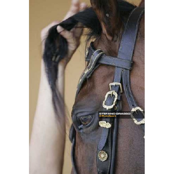 close up for a horse of Jacqueline Freda Rome, 13th may 2007 ph. Stefano Grasso