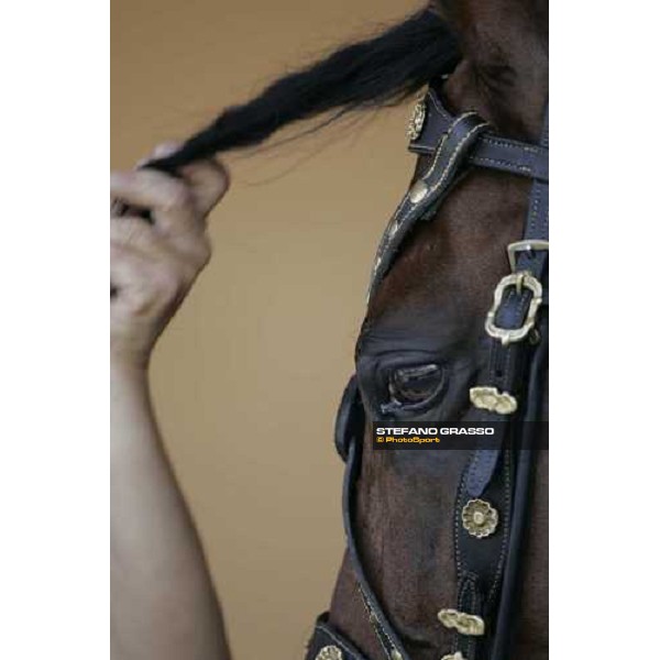 close up for a horse of Jacqueline Freda Rome, 13th may 2007 ph. Stefano Grasso