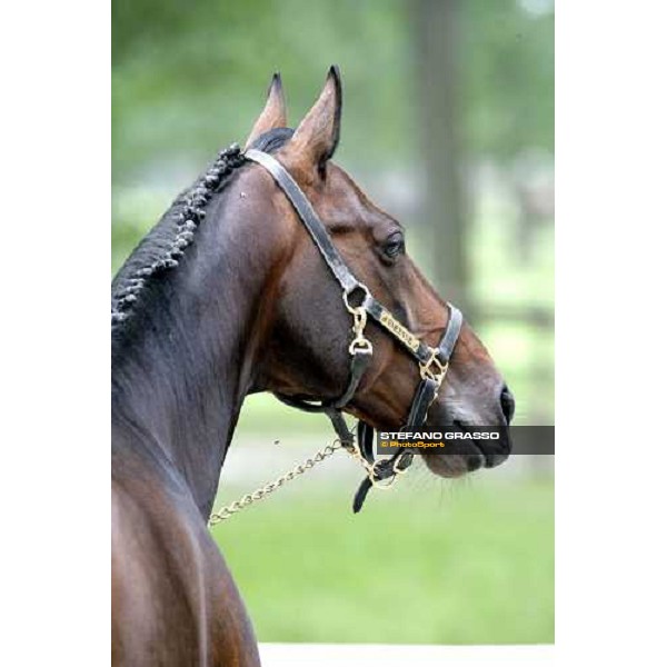 close up for Varenne Vigone (To), 19th may 2007 ph. Stefano Grasso