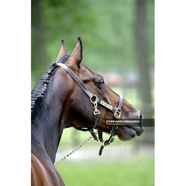 close up for Varenne Vigone (To), 19th may 2007 ph. Stefano Grasso