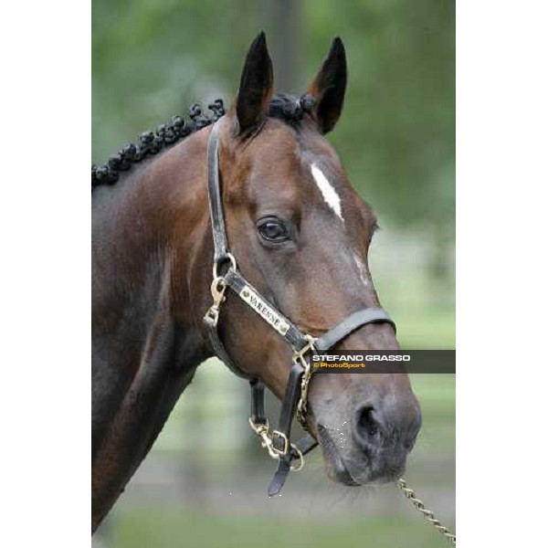 close up for Varenne Vigone (To), 19th may 2007 ph. Stefano Grasso