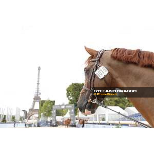 LGCT of Paris Eiffel - vet inspection Halifax van het Kluizebos - Paris,29th june 2017 - ph.Stefano Grasso/LGCT