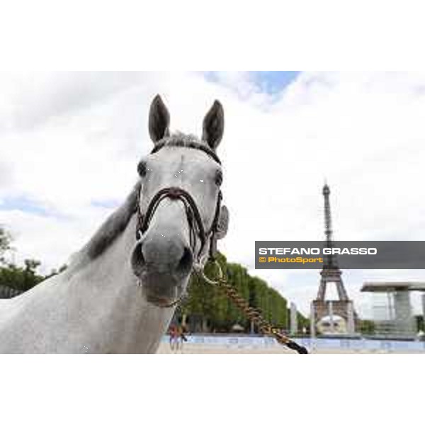 LGCT of Paris Eiffel - vet inspection - Paris,29th june 2017 - ph.Stefano Grasso/LGCTLGCT of Paris Eiffel - vet inspection H&M Legend of Love - Paris,29th june 2017 - ph.Stefano Grasso/LGCT
