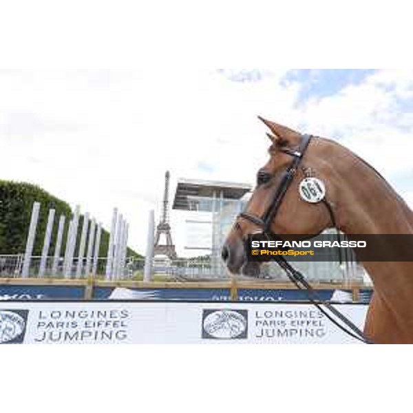 LGCT of Paris Eiffel - vet inspection - Paris,29th june 2017 - ph.Stefano Grasso/LGCTLGCT of Paris Eiffel - vet inspection Wunschkind 19 - Paris,29th june 2017 - ph.Stefano Grasso/LGCT