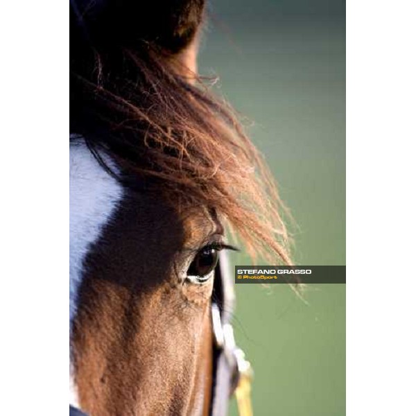yearling, early in the morning, in the paddocks of Razza del Velino Colli del Velino (RI), 22nd may 2007 ph. Stefano Grasso