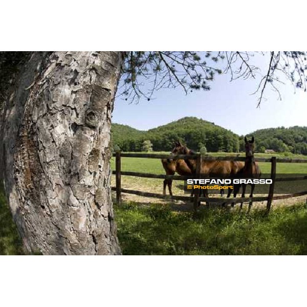 yearlings in the paddocks of Razza del Velino Colli del Velino (RI), 22nd may 2007 ph. Stefano Grasso
