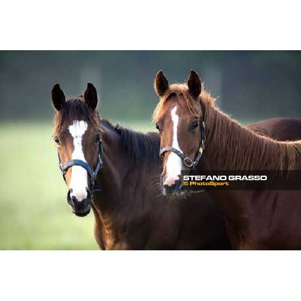 yearlings, early in the morning, in the paddocks of Razza del Velino Colli del Velino (RI), 22nd may 2007 ph. Stefano Grasso