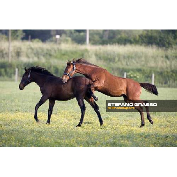 yearlings, early in the morning, in the paddocks of Razza del Velino Colli del Velino (RI), 22nd may 2007 ph. Stefano Grasso