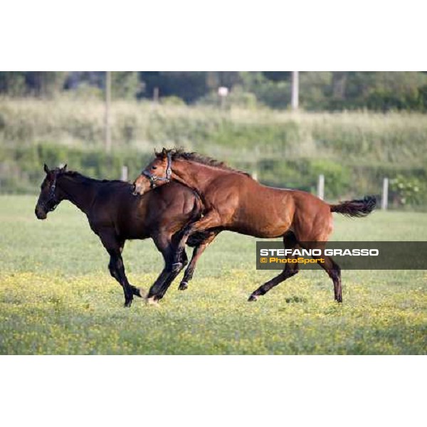 yearlings, early in the morning, in the paddocks of Razza del Velino Colli del Velino (RI), 22nd may 2007 ph. Stefano Grasso