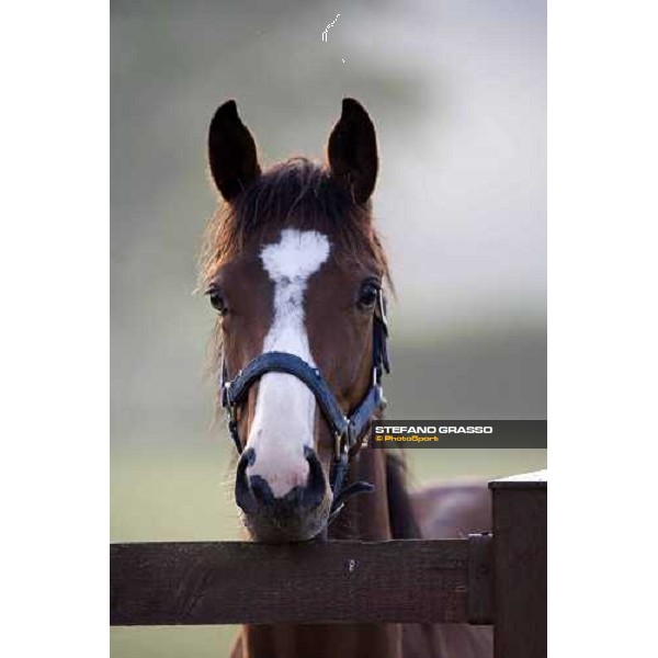 yearling, early in the morning, in the paddocks of Razza del Velino Colli del Velino (RI), 22nd may 2007 ph. Stefano Grasso