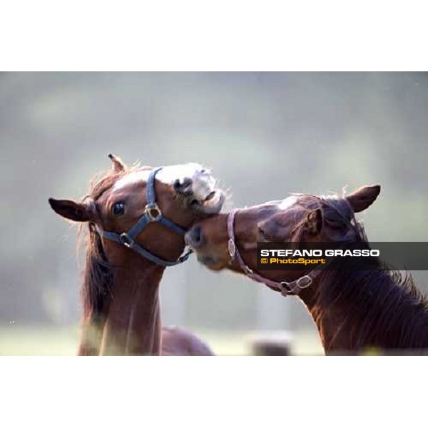 yearlings, early in the morning, in the paddocks of Razza del Velino Colli del Velino (RI), 22nd may 2007 ph. Stefano Grasso