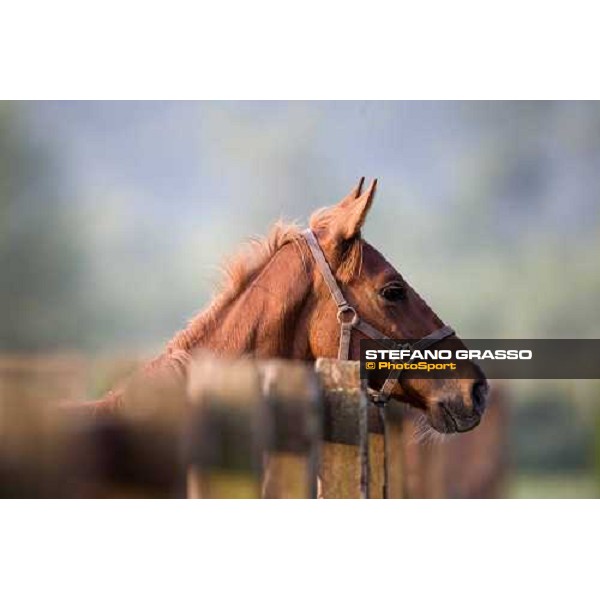 a yearling, early in the morning, in the paddocks of Razza del Velino Colli del Velino (RI), 22nd may 2007 ph. Stefano Grasso