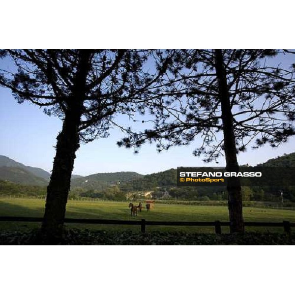yearlings, early in the morning, in the paddocks of Razza del Velino Colli del Velino (RI), 22nd may 2007 ph. Stefano Grasso