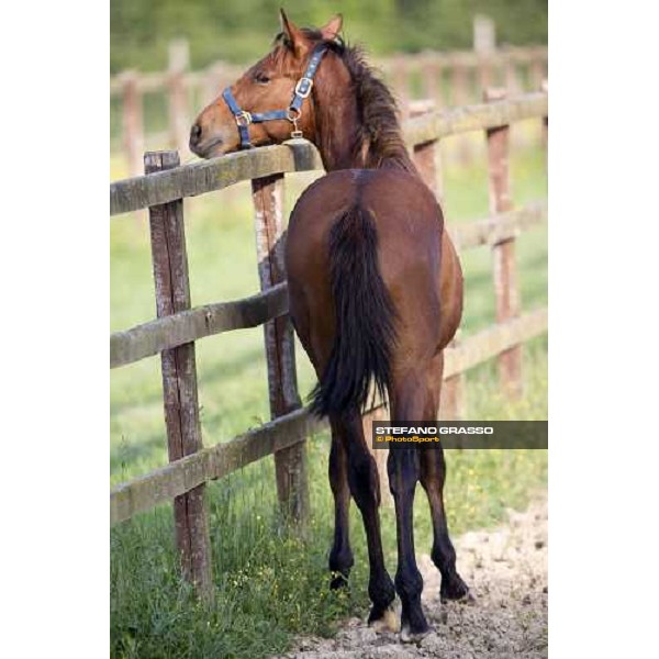 yearling, early in the morning, in the paddocks of Razza del Velino Colli del Velino (RI), 22nd may 2007 ph. Stefano Grasso
