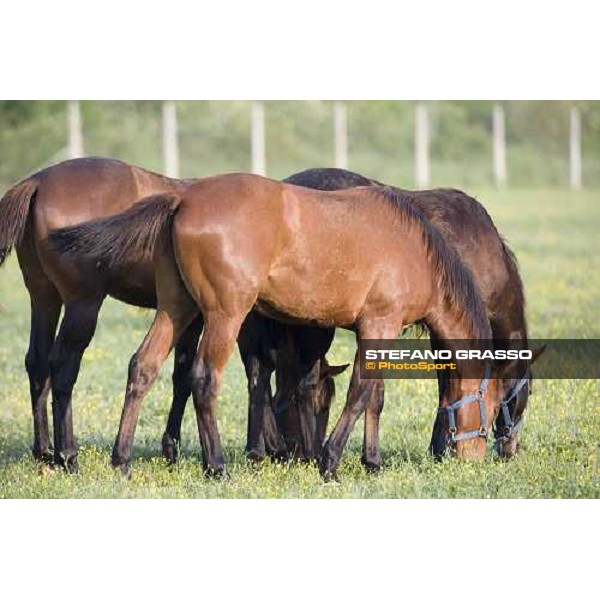 yearlings, early in the morning, in the paddocks of Razza del Velino Colli del Velino (RI), 22nd may 2007 ph. Stefano Grasso