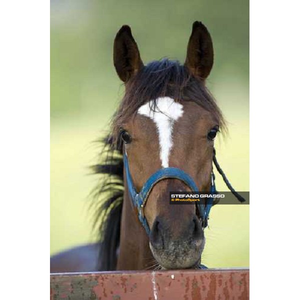 a yearling, early in the morning, in the paddocks of Razza del Velino Colli del Velino (RI), 22nd may 2007 ph. Stefano Grasso