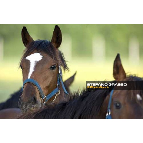 yearlings, early in the morning, in the paddocks of Razza del Velino Colli del Velino (RI), 22nd may 2007 ph. Stefano Grasso