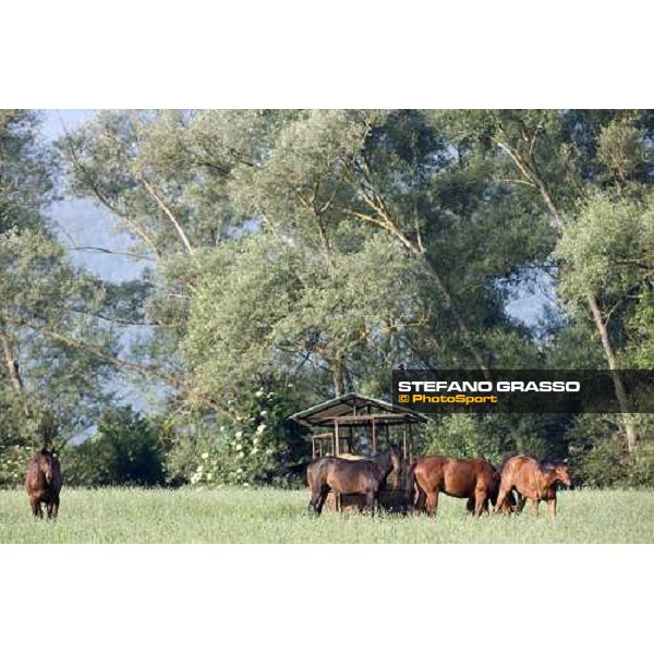yearlings, early in the morning, in the paddocks of Razza del Velino Colli del Velino (RI), 22nd may 2007 ph. Stefano Grasso