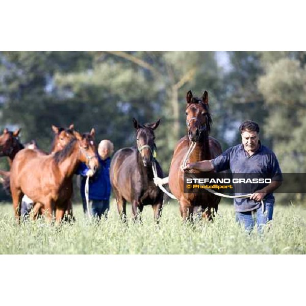 yearlings, early in the morning, in the paddocks of Razza del Velino Colli del Velino (RI), 22nd may 2007 ph. Stefano Grasso