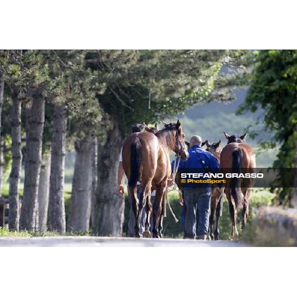 yearlings, early in the morning, in the paddocks of Razza del Velino Colli del Velino (RI), 22nd may 2007 ph. Stefano Grasso