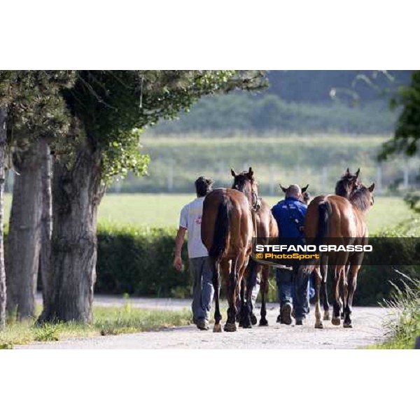 yearlings, early in the morning, in the paddocks of Razza del Velino Colli del Velino (RI), 22nd may 2007 ph. Stefano Grasso