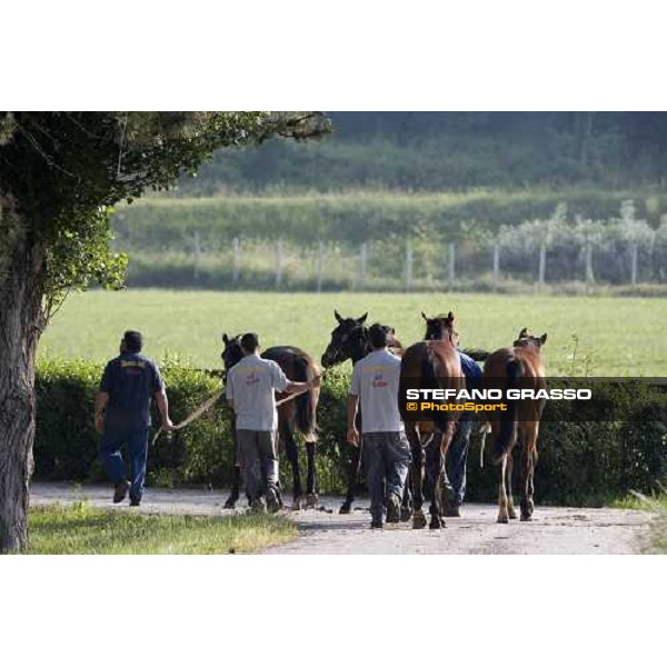 yearlings, early in the morning, in the paddocks of Razza del Velino Colli del Velino (RI), 22nd may 2007 ph. Stefano Grasso