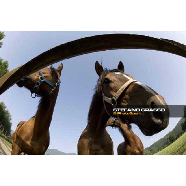 yearlings, early in the morning, in the paddocks of Razza del Velino Colli del Velino (RI), 22nd may 2007 ph. Stefano Grasso