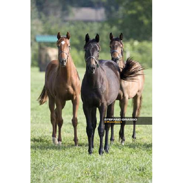 yearlings, early in the morning, in the paddocks of Razza del Velino Colli del Velino (RI), 22nd may 2007 ph. Stefano Grasso