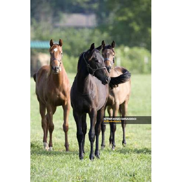 yearlings, early in the morning, in the paddocks of Razza del Velino Colli del Velino (RI), 22nd may 2007 ph. Stefano Grasso