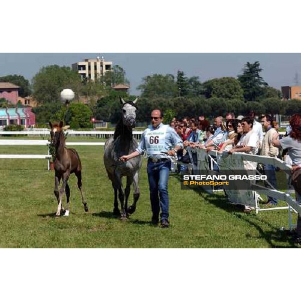 Arabian horse show Rome Capannelle 16th may 2004 ph. Stefano Grasso