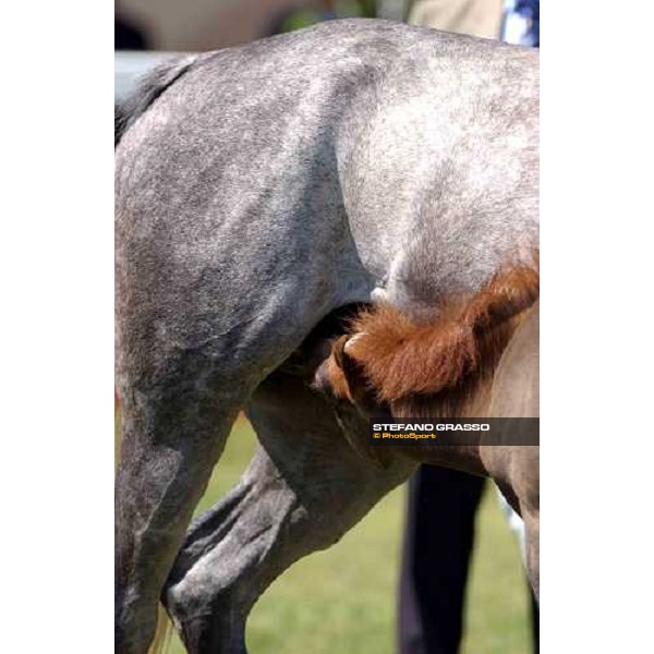 Arabian horse show Rome Capannelle 16th may 2004 ph. Stefano Grasso