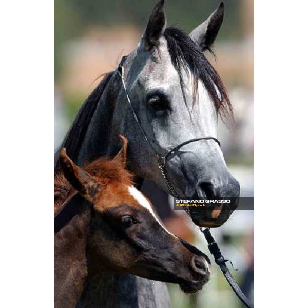 Arabian horse show Rome Capannelle 16th may 2004 ph. Stefano Grasso